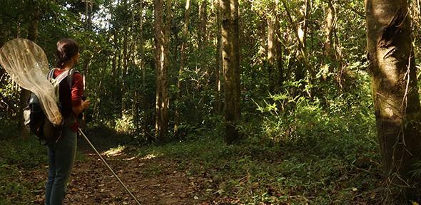 You are currently viewing Tropical butterflies’ wings could help them withstand climate change