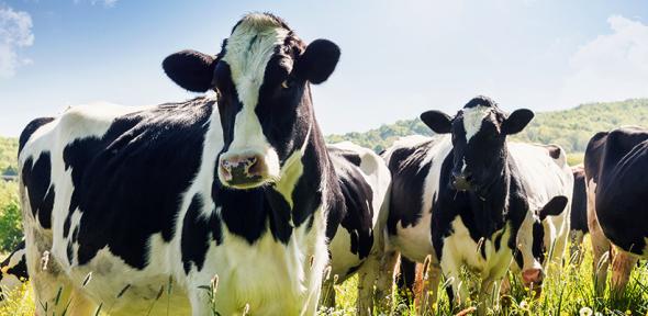 Read more about the article TB vaccine may enable elimination of the disease in cattle by reducing its spread