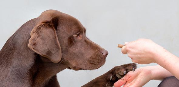You are currently viewing Genetic mutation in a quarter of all Labradors hard-wires them for obesity
