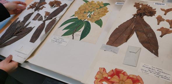 You are currently viewing Collections-based research and innovation receives vital investment from Research England