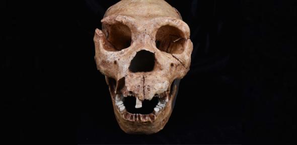 Read more about the article Interspecies competition led to even more forms of ancient human – defying evolutionary trends in vertebrates
