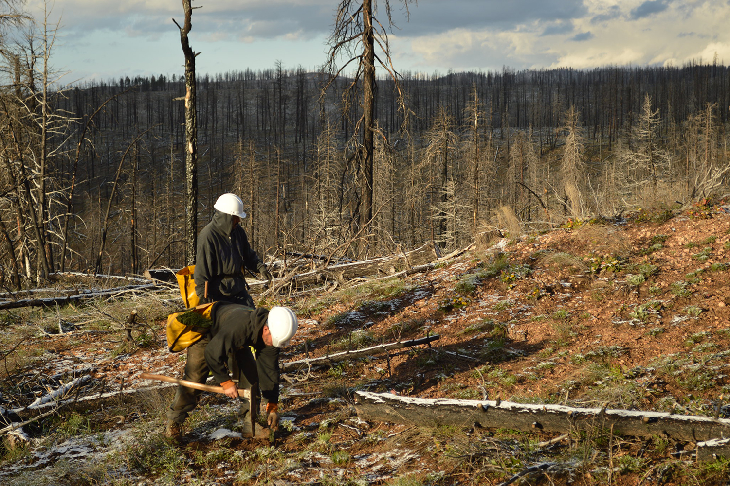 You are currently viewing How wildfires change soil chemistry