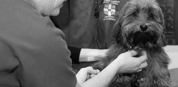 You are currently viewing AI algorithm accurately detects heart disease in dogs