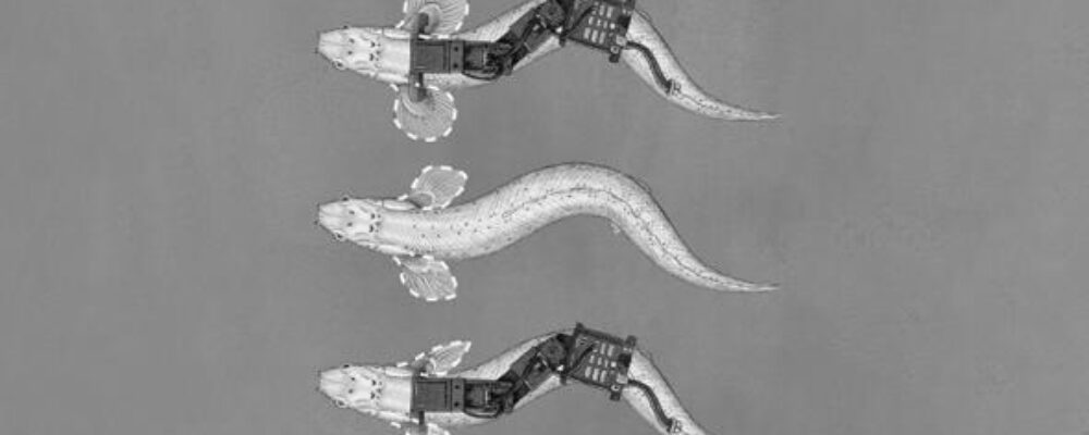 ‘Palaeo-robots’ to help scientists understand how fish started to walk on land