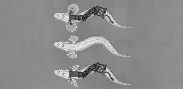 You are currently viewing ‘Palaeo-robots’ to help scientists understand how fish started to walk on land