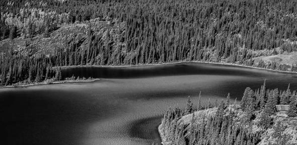 You are currently viewing Planting trees in the Arctic could make global warming worse, not better, say scientists