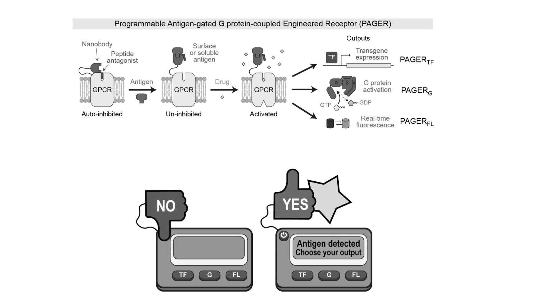You are currently viewing New tool enhances control of cellular activity