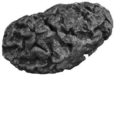 An ancient preserved brain with distinct folds.