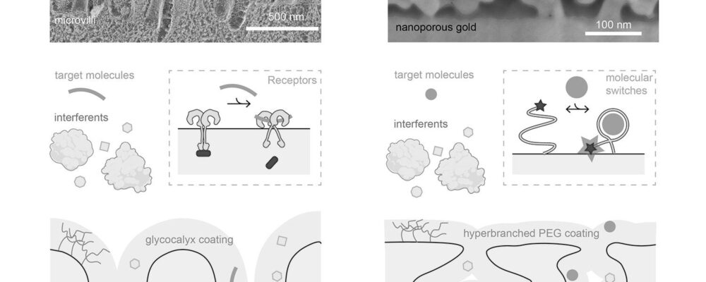 Nano-scale biosensor lets scientists monitor molecules in real time