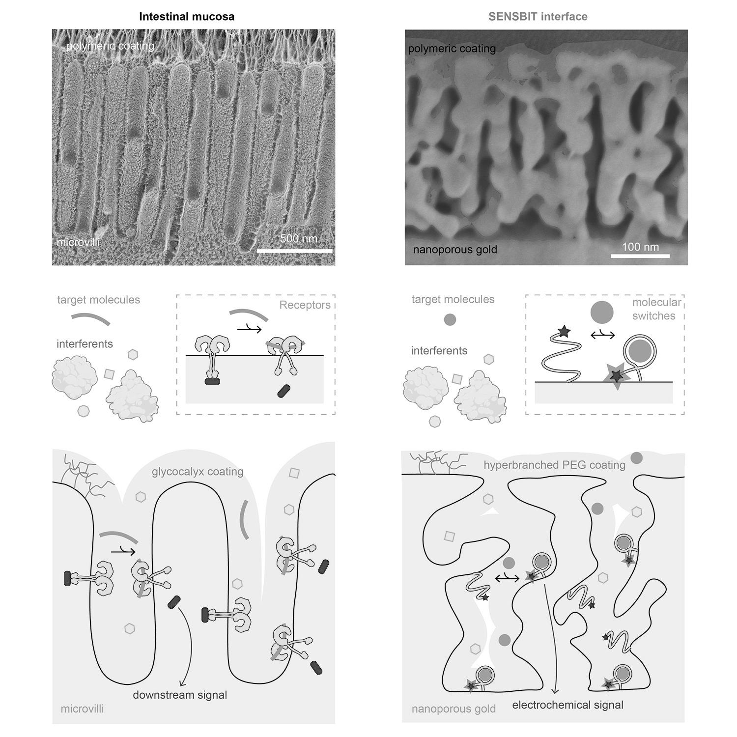 You are currently viewing Nano-scale biosensor lets scientists monitor molecules in real time