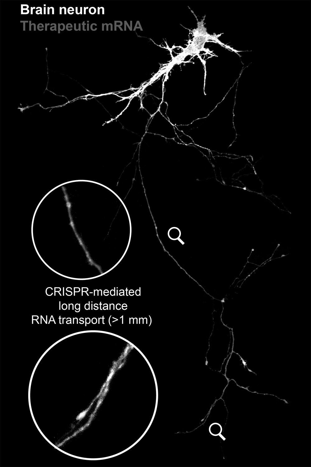 You are currently viewing New CRISPR technology could help repair damaged neurons