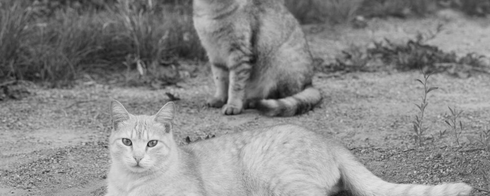 Scientists track down mutation that makes orange cats orange