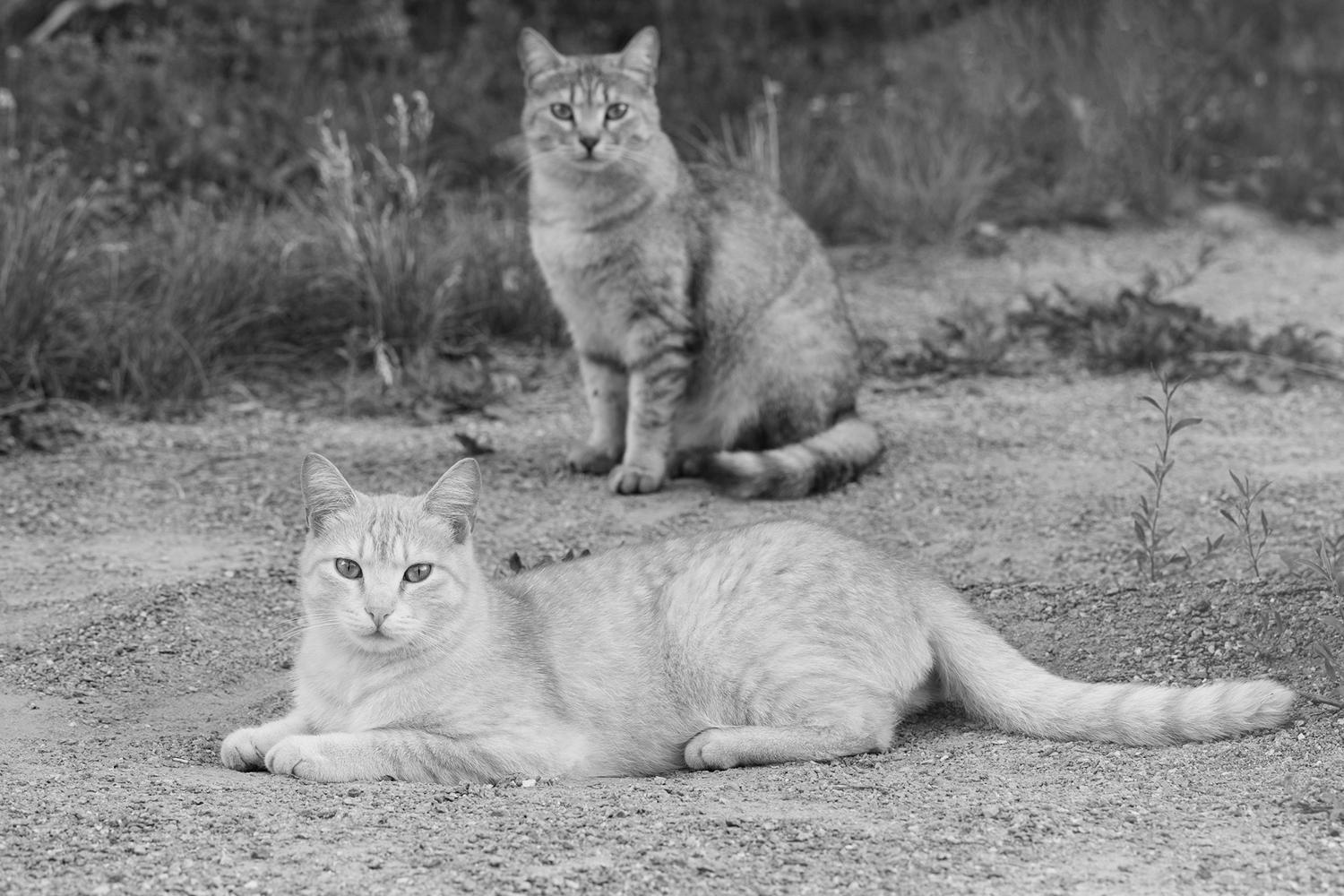You are currently viewing Scientists track down mutation that makes orange cats orange