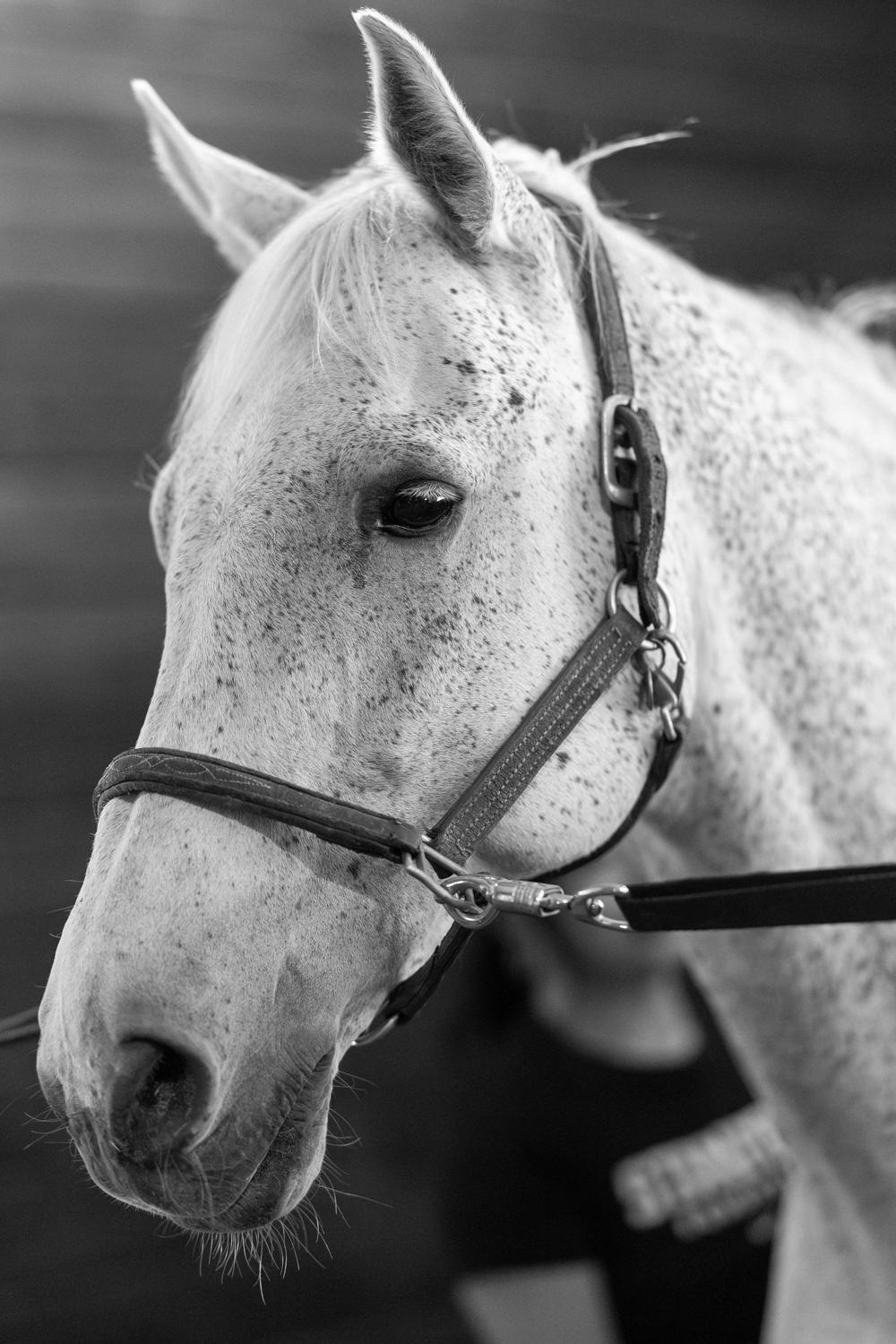 White horse in stall