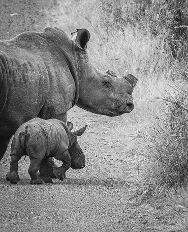 A hornless white rhino with a young rhino calf walk across a track in Africa.