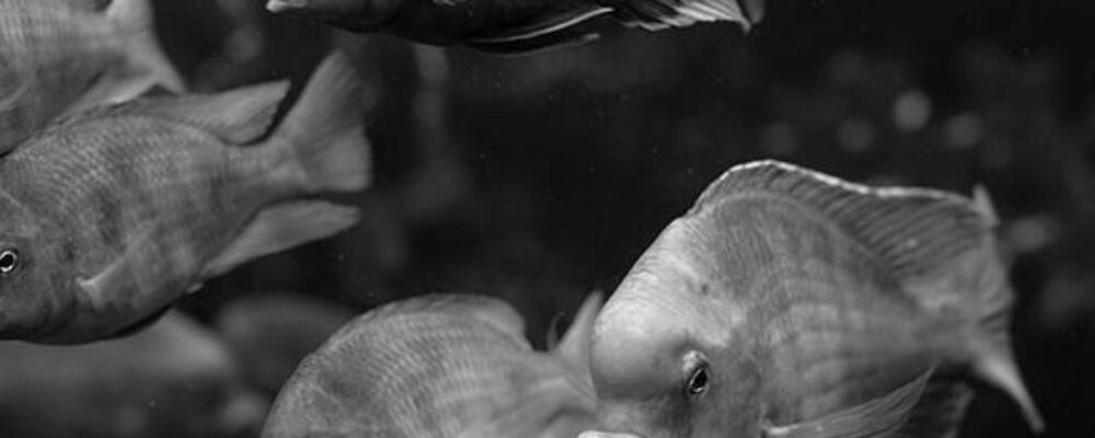 How ‘supergenes’ help fish evolve into new species