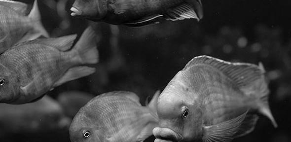 You are currently viewing How ‘supergenes’ help fish evolve into new species