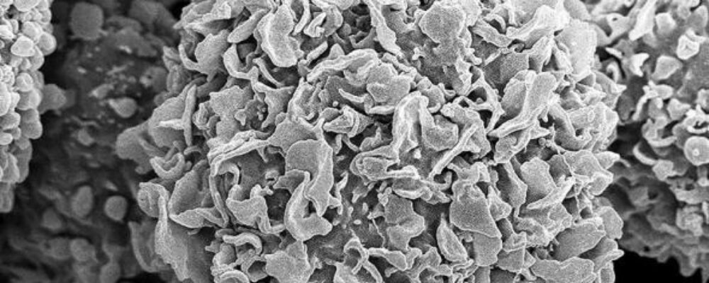 ‘AI scientist’ suggests combinations of widely available non-cancer drugs can kill cancer cells
