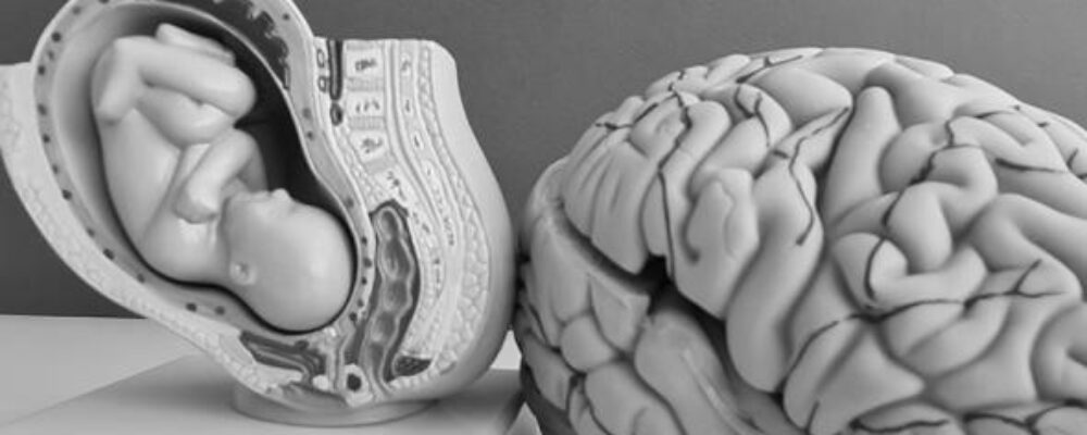 Placenta and hormone levels in the womb may have been key driver in human evolution