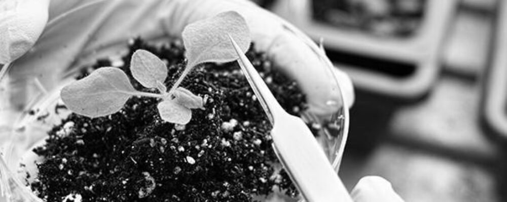 Cambridge researchers awarded £7.5 million to build programmable plants