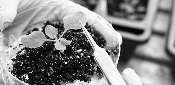 You are currently viewing Cambridge researchers awarded £7.5 million to build programmable plants