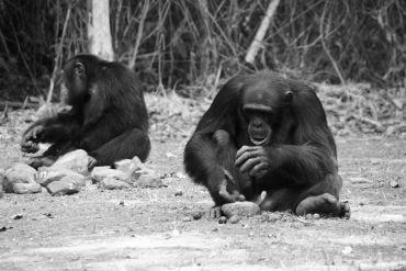 A young adult male (Peley) cracking nuts using stone tools.