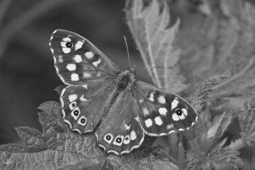 Speckled Wood butterfly (Pararge aegeria) with wings open, resting on a nettle leaf and displaying cream spots on brown background.