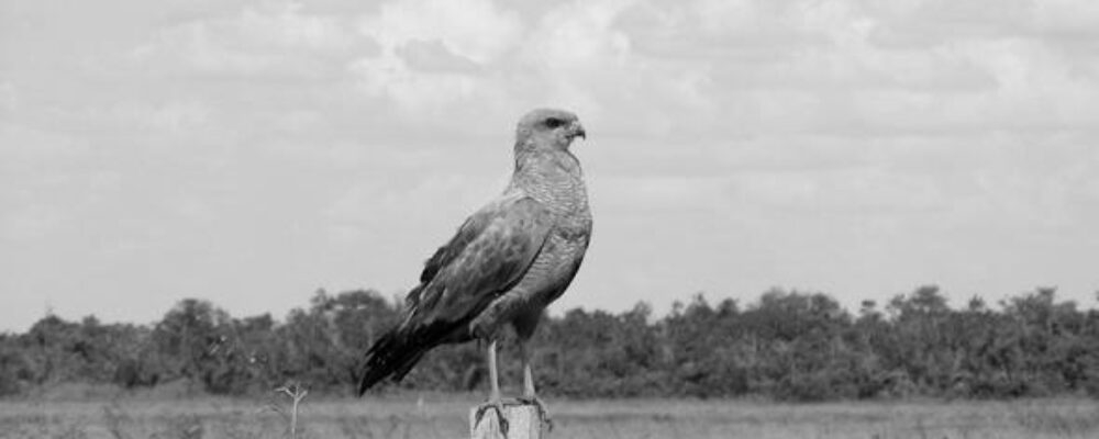 Clearing rainforest for cattle farming is far worse for nature than previously thought, finds landmark bird survey