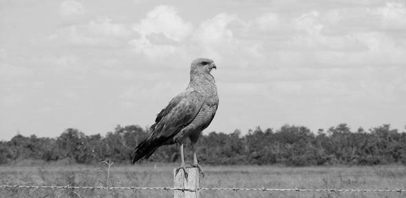 You are currently viewing Clearing rainforest for cattle farming is far worse for nature than previously thought, finds landmark bird survey