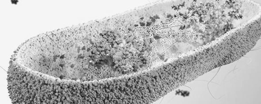 Gut microbes could protect us from toxic ‘forever chemicals’