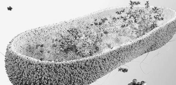 You are currently viewing Gut microbes could protect us from toxic ‘forever chemicals’