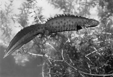 Underwater shot of a great crested newt; an amphibious animal with a ridged back and a sail-like tail.