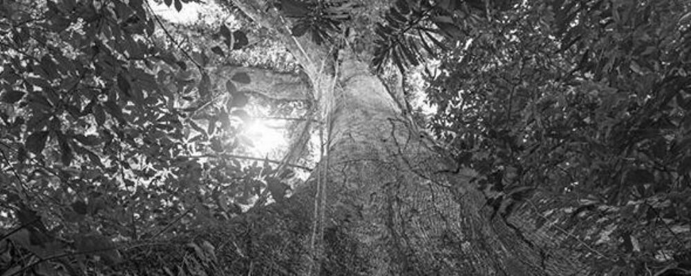 Locking carbon in trees and soils could ‘stabilise climate for centuries’ if combined with underground storage