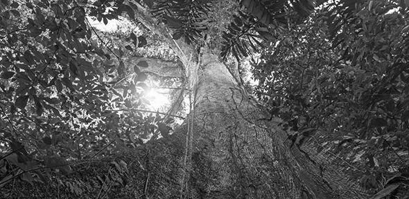 You are currently viewing Locking carbon in trees and soils could ‘stabilise climate for centuries’ if combined with underground storage