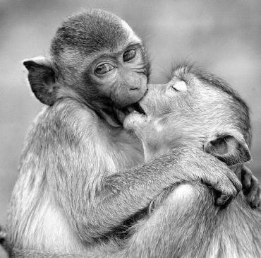 Two Rhesus macaques embrace each other and press their mouths against each others.