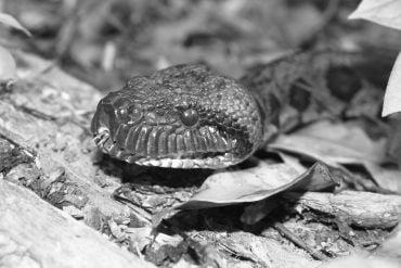 A mottled brown snake with a diamond pattern on a forest floor.