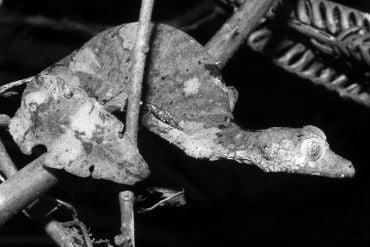 A mottled-brown lizard, camouflaged to look like leaves, with a flattened leaf-like tail.