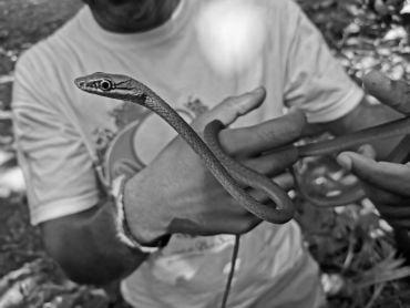 A skinny emerald green snake wrapped around a man's arms.