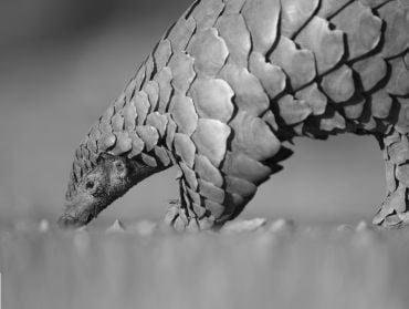 A pangolin; a four legged mammal with a long body covered in large overlapping scales.