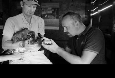 One man holds a vulture still in his arms whilst another man holds a device close to its eyes.