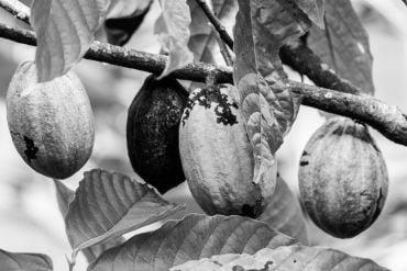 Cocoa pods on a tree - they are green, black and yellow.