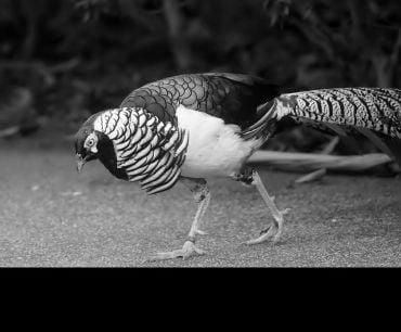 A colourful bird with a black and white ruff and a long striped tail.