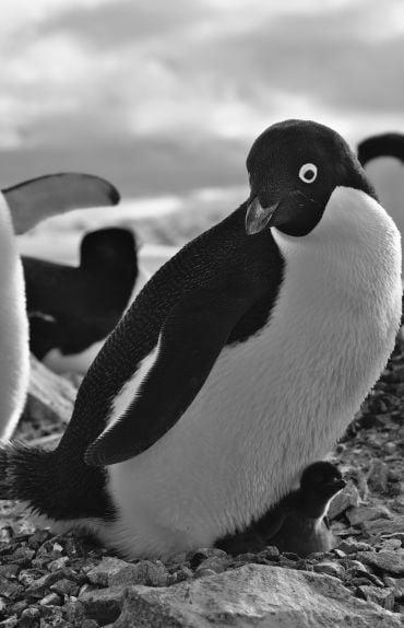 A black and white penguin stands over its chick (almost completely black) at its feet.