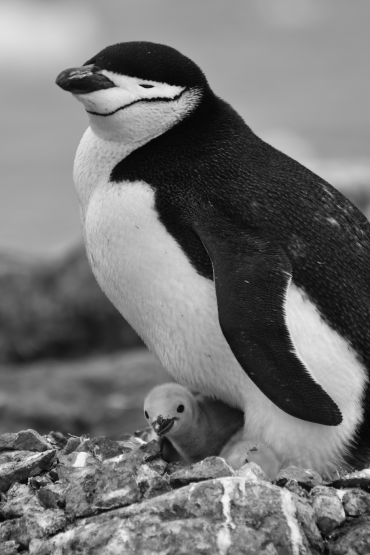 A black and white penguin stands over its grey-coloured chick which peeps out from its feet.