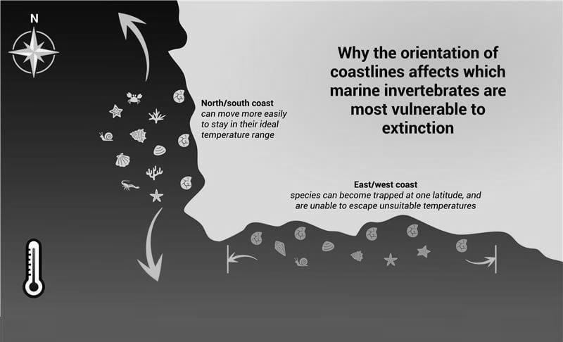 Illustration showing icons of seashells along a coastline. Those along the north-south coastline can migrate across a range of temperatures. Those on the east-west coastline are trapped at one temperature.