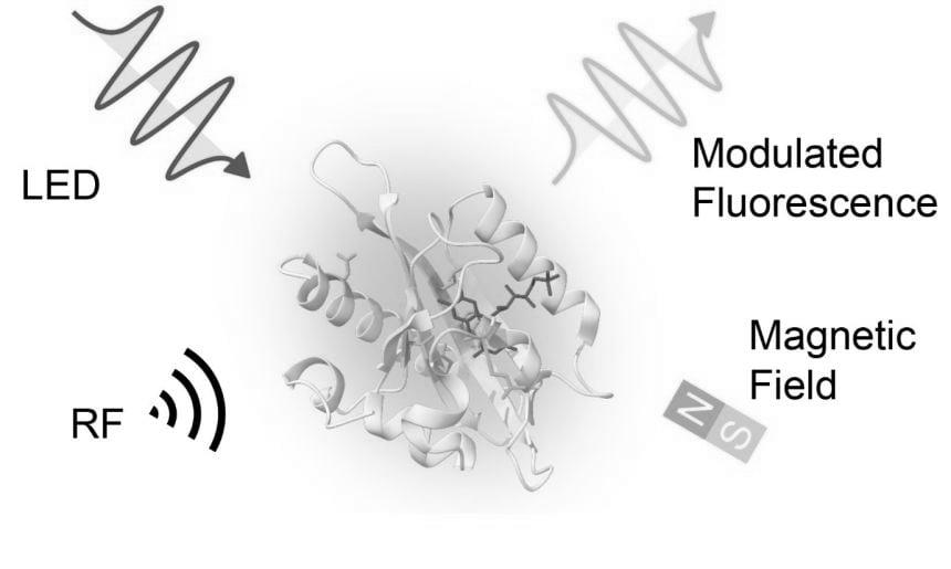 Illustration showing how Magneto-sensitive Fluorescent Proteins (MFP) work. An incoming light source (shown here as a blue LED) excites the protein. The protein then emits fluorescent light of a different colour (shown as a wave of green light).