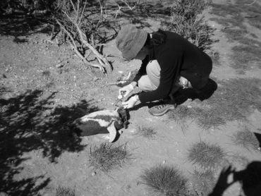 A researcher crouches down next to a penguin carcass on a beach.