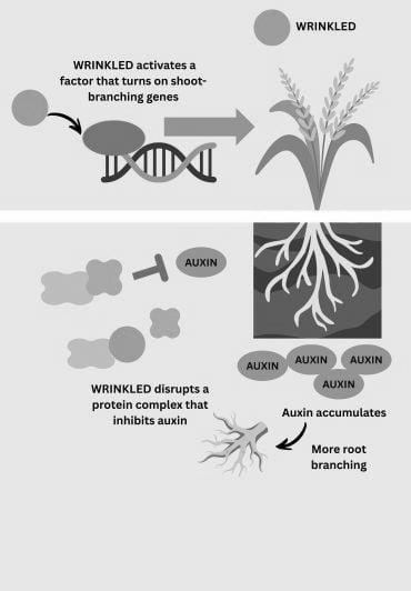 Diagram showing how WRINKLED1a regulates shoot and root growth in rice. In shoots, WRINKLED promotes shoot branching genes. In the roots, WRINKLED disrupts a protein complex that inhibits roots growth.