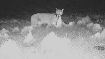 Camera trap image of a puma holding a penguin in its mouth.