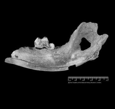 A jawbone from a dog against a black background, with a small ruler underneath it.